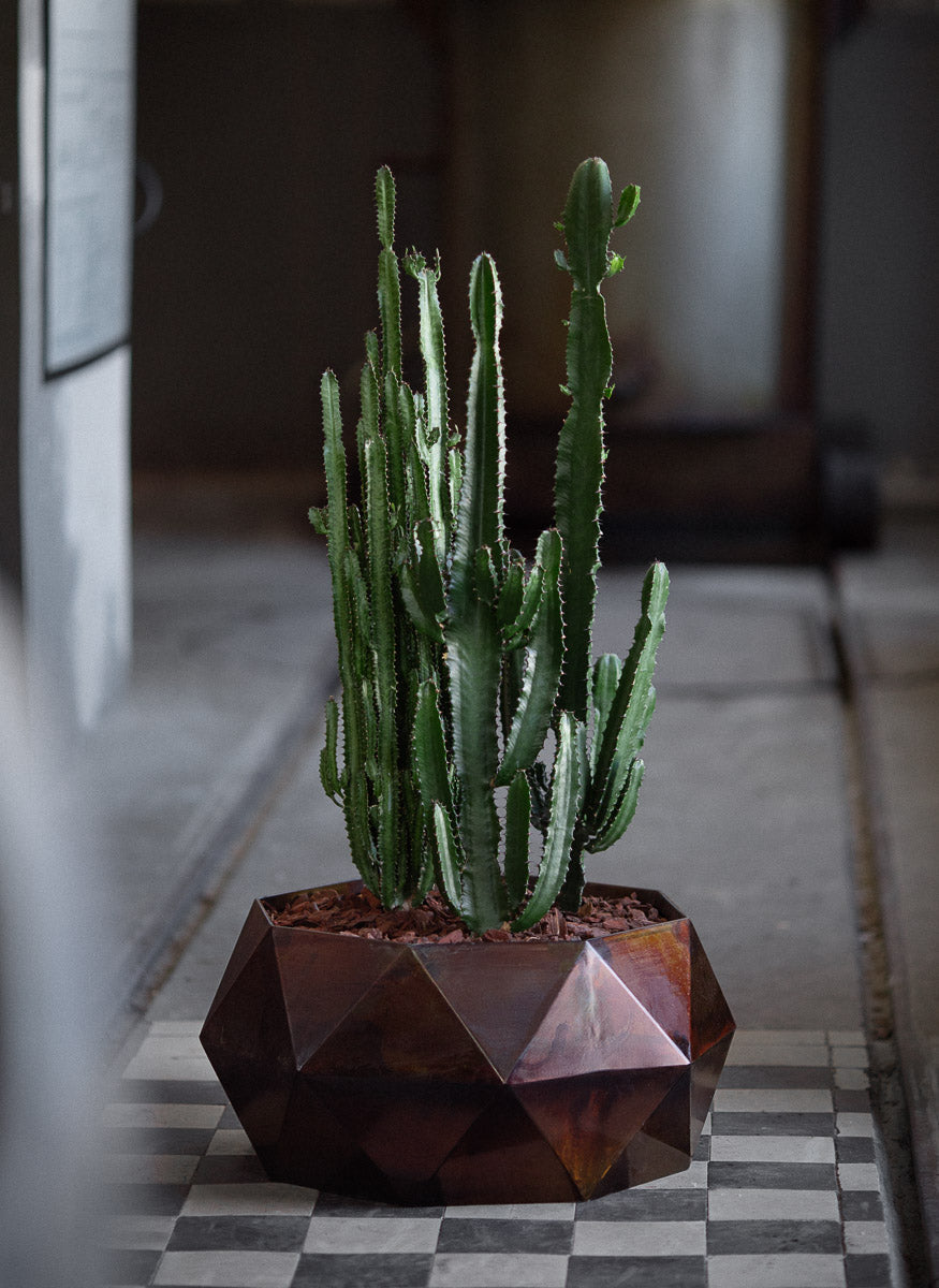 Krukan LOTUS, medium